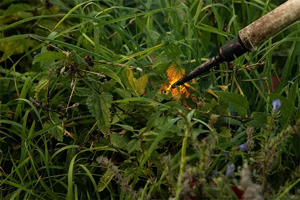 Japanknöterich und andere Schadpflanzen mittels Strom vernichten
